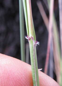 Image of Austrostipa nodosa (S. T. Blake) S. W. L. Jacobs & J. Everett