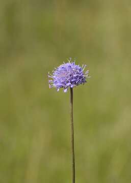 Image of Devil’s Bit Scabious