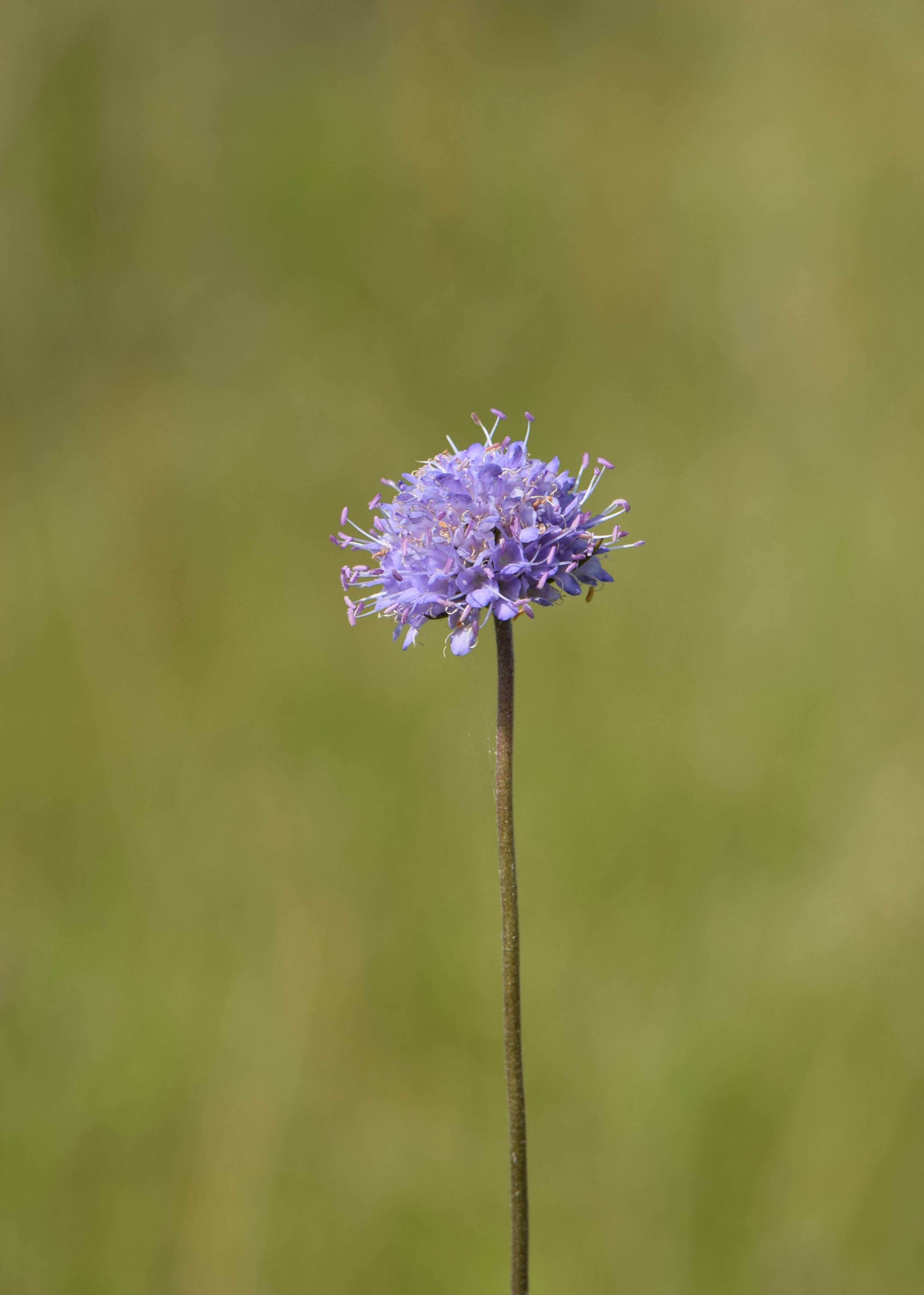 Image of Devil’s Bit Scabious