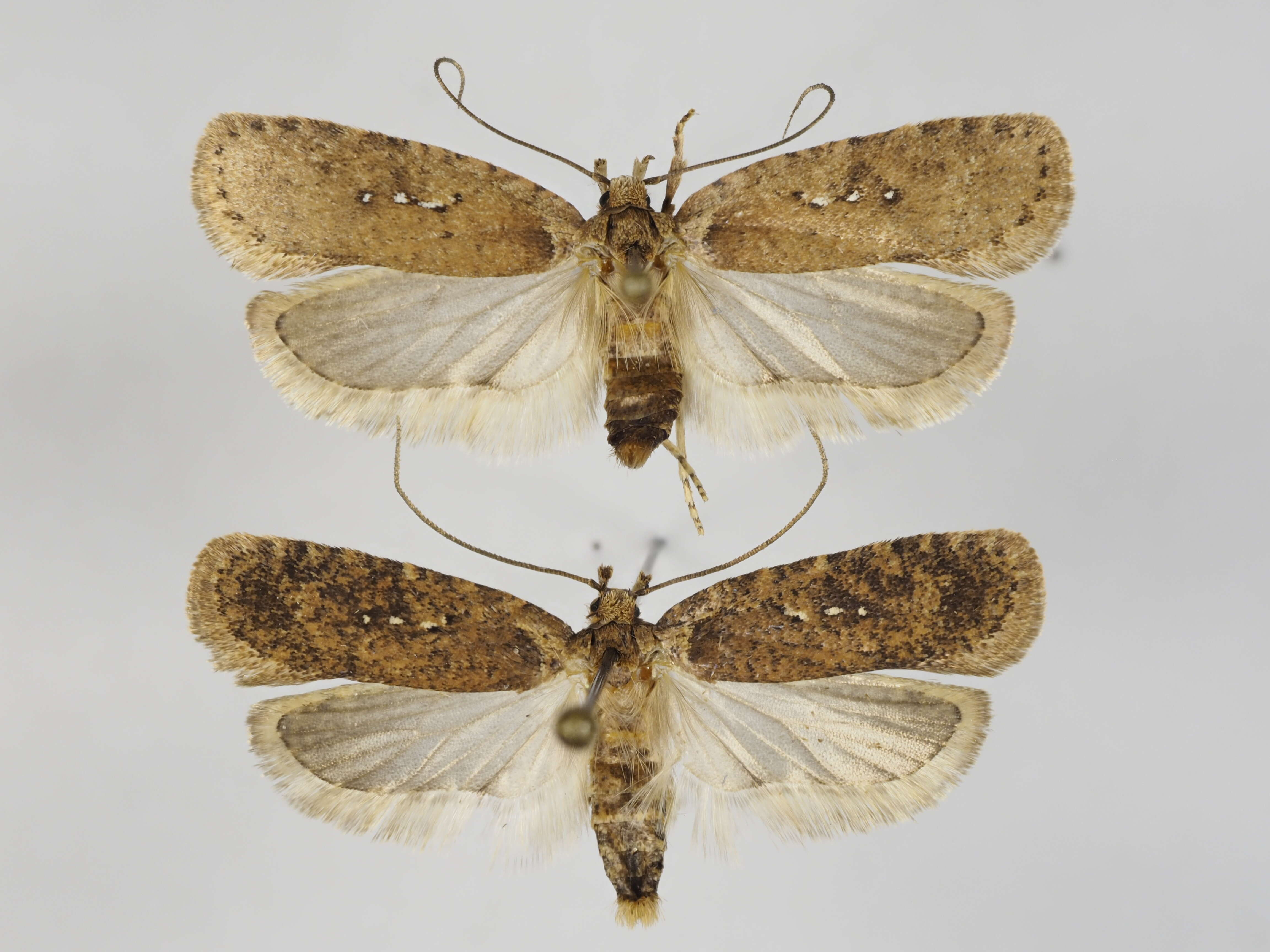 Image of Agonopterix heracliana Linnaeus 1758