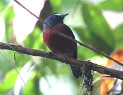 Ochthoeca cinnamomeiventris (Lafresnaye 1843)的圖片