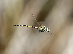 Image of Yellow-spotted Emerald