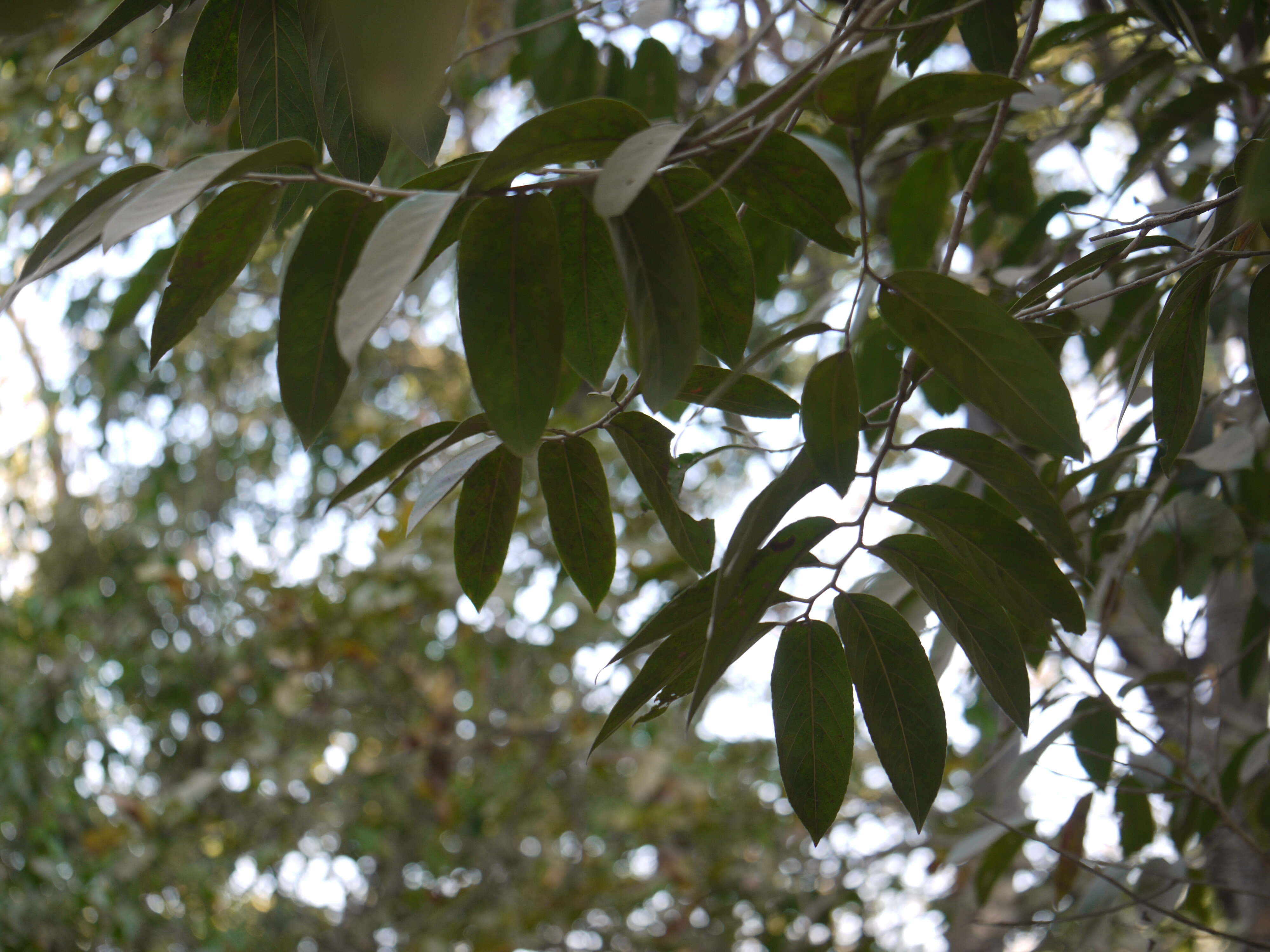 Image of Casearia tomentosa Roxb.