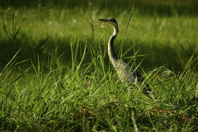 Image of Black-headed Heron