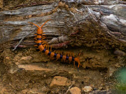 Image of Indian tiger centipede