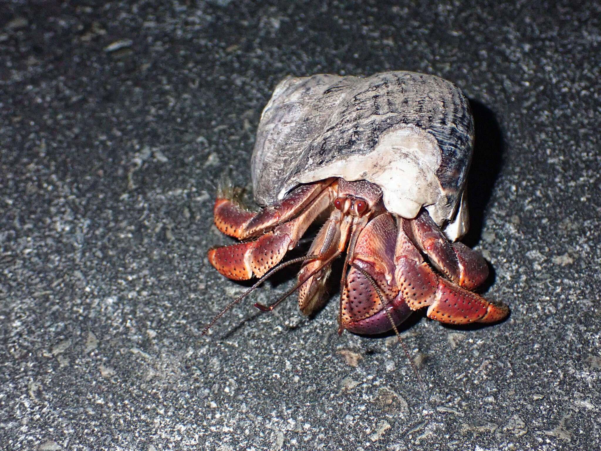 Image of Caribbean hermit crab