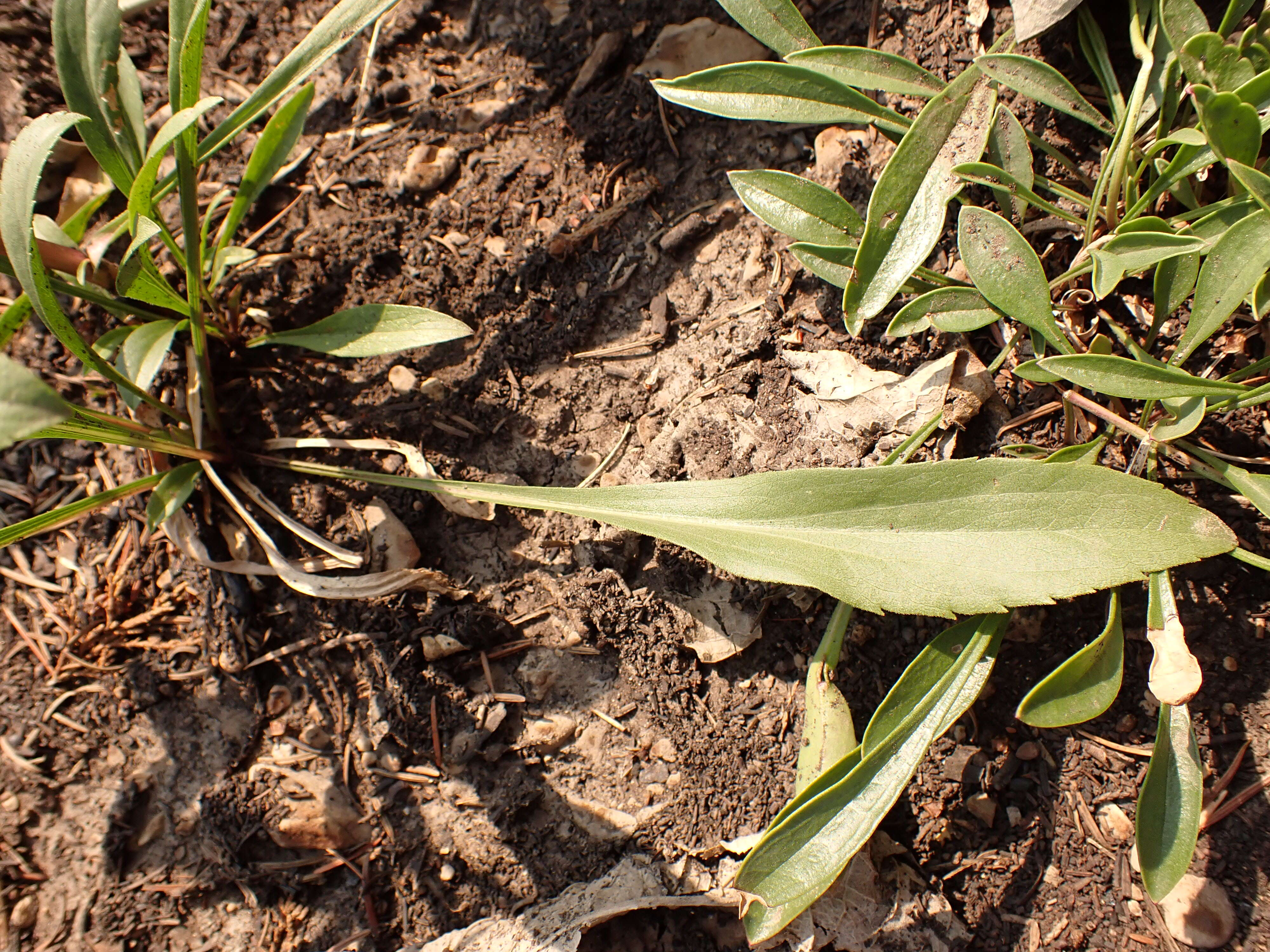 Image of Missouri goldenrod