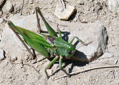 Image of Wart-biter cricket