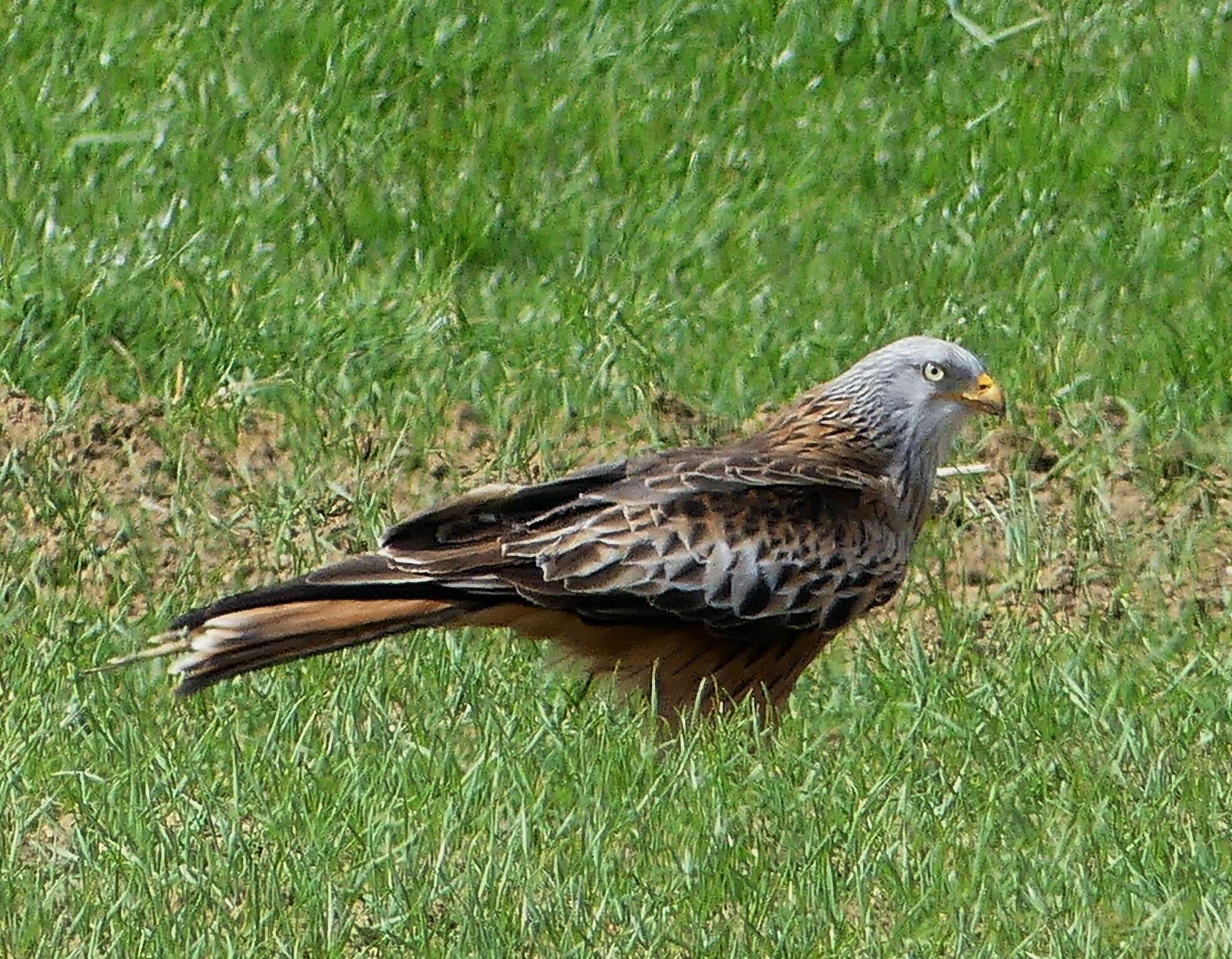 Image of Red Kite