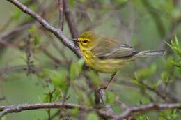 Setophaga discolor (Vieillot 1809) resmi