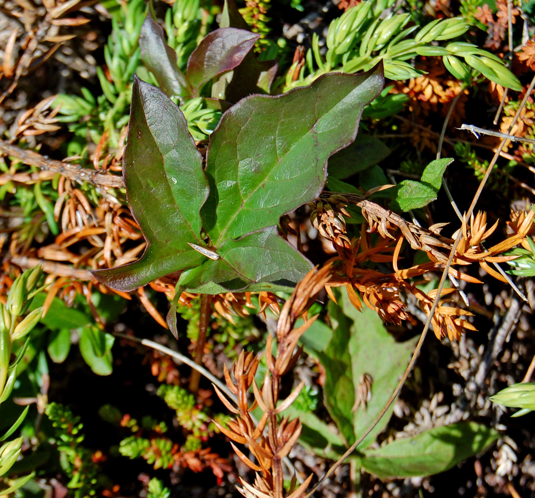 Image of gall of the earth