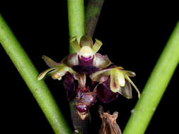 Image of Luisia tristis (G. Forst.) Hook. fil.