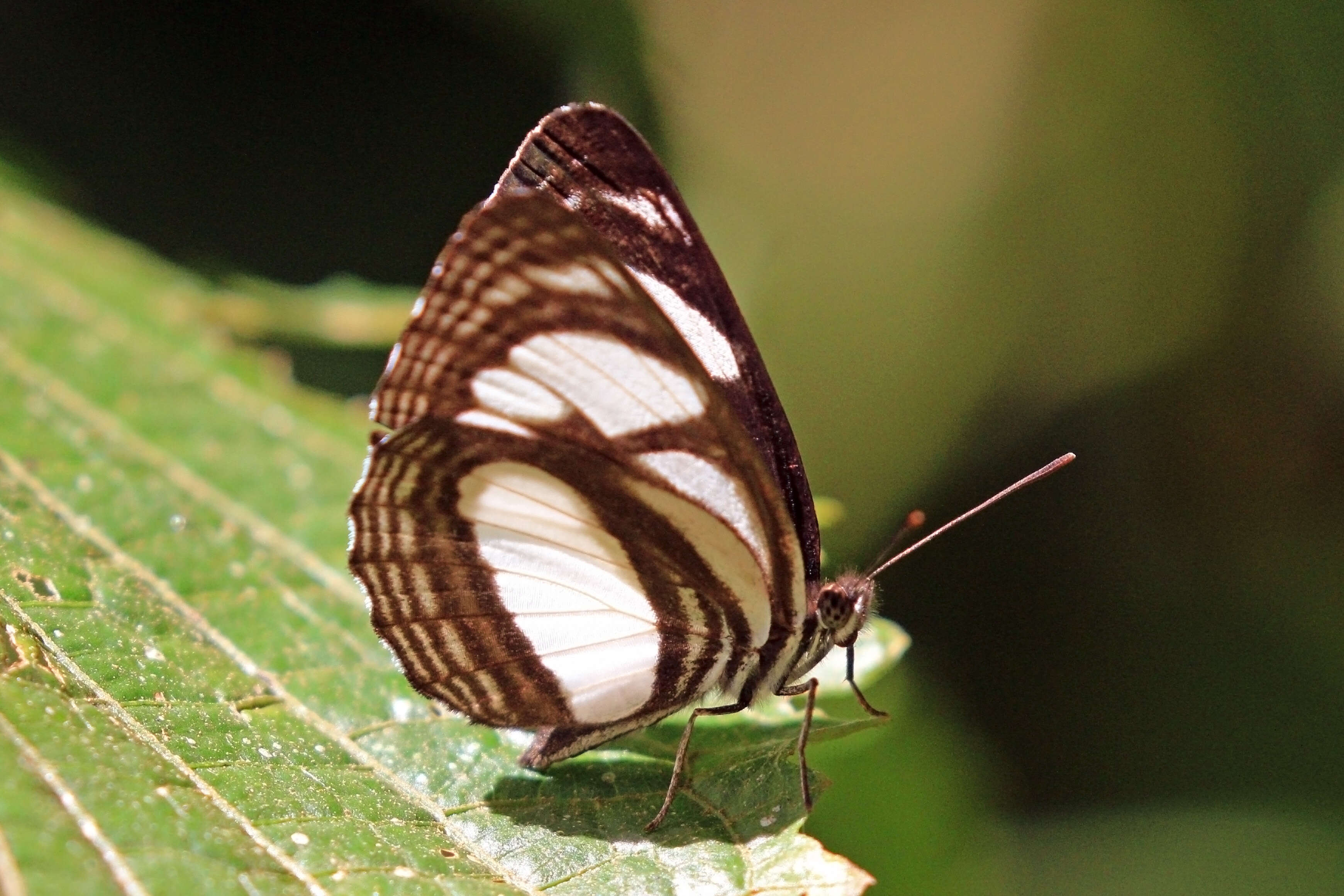 Image of Clubbed Sailer