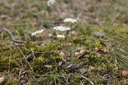 Imagem de Noccaea fendleri subsp. glauca (A. Nelson) Al-Shehbaz & M. Koch