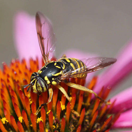 Image of Spilomyia citima Vockeroth 1958