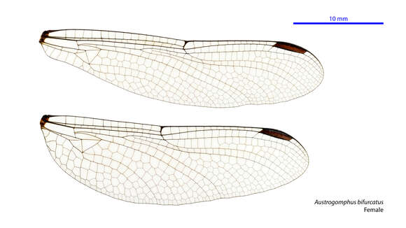 Imagem de Austrogomphus bifurcatus Tillyard 1909