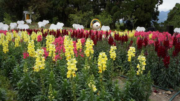 Image of garden snapdragon