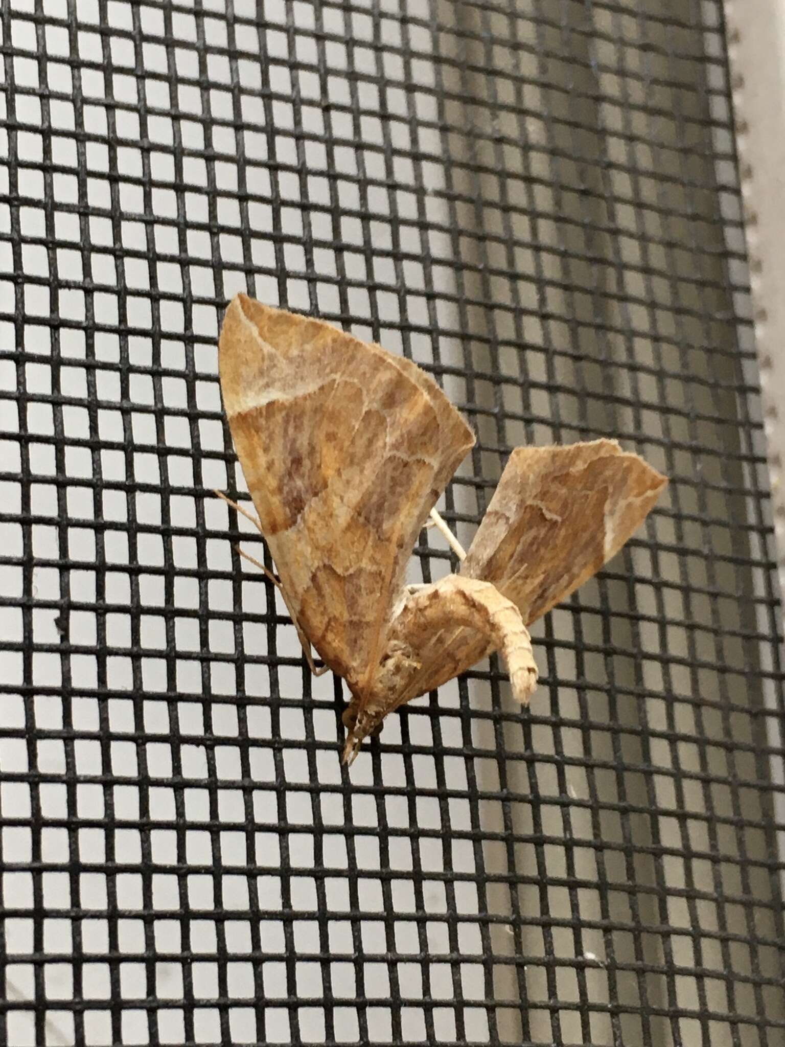 Image of Chevron Moth