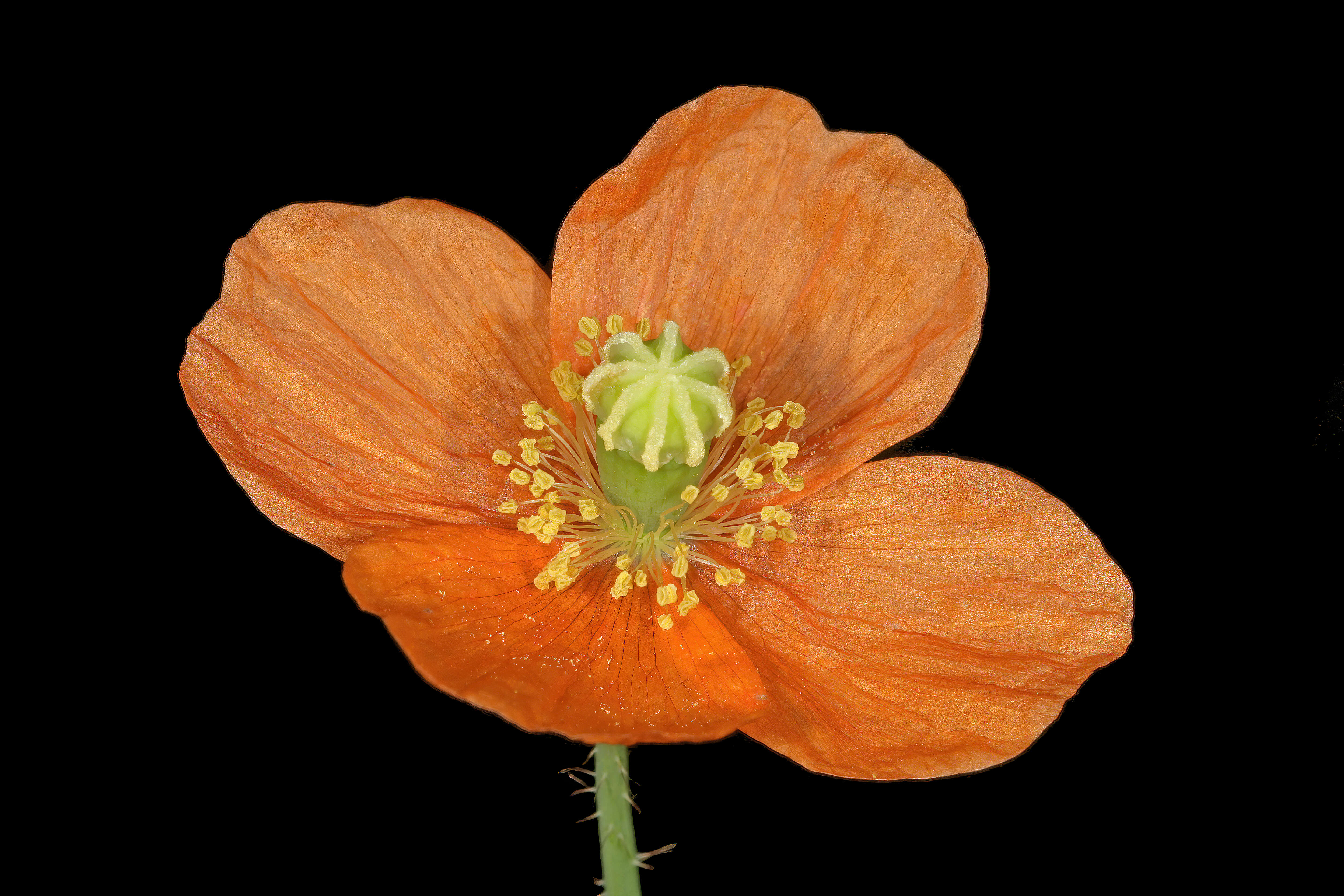 Image of Orange poppy