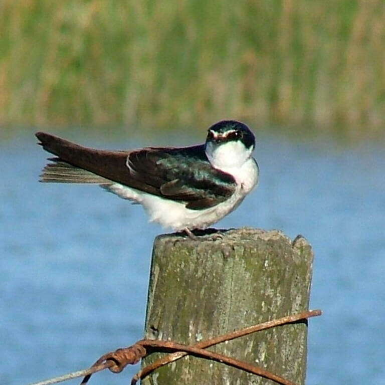 Image of White-rumped Swallow