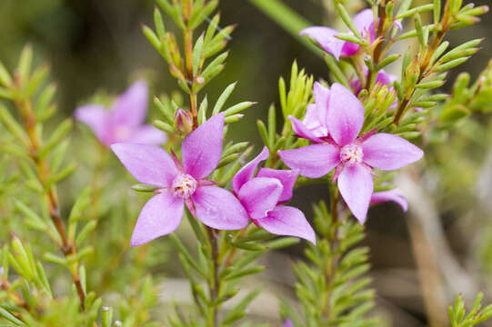 Image of Boronia falcifolia A. Cunn.