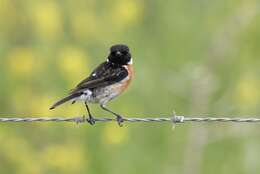 Image of African Stonechat