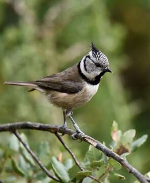 Image of Lophophanes Kaup 1829