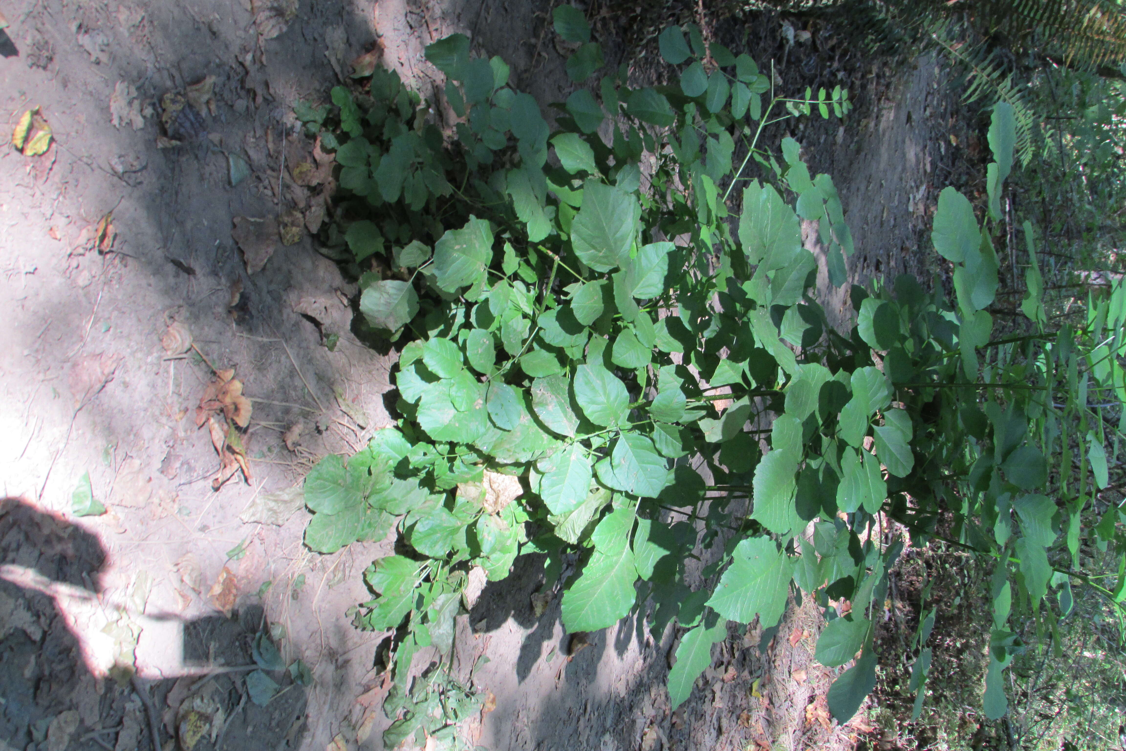 Слика од Fraxinus latifolia Benth.