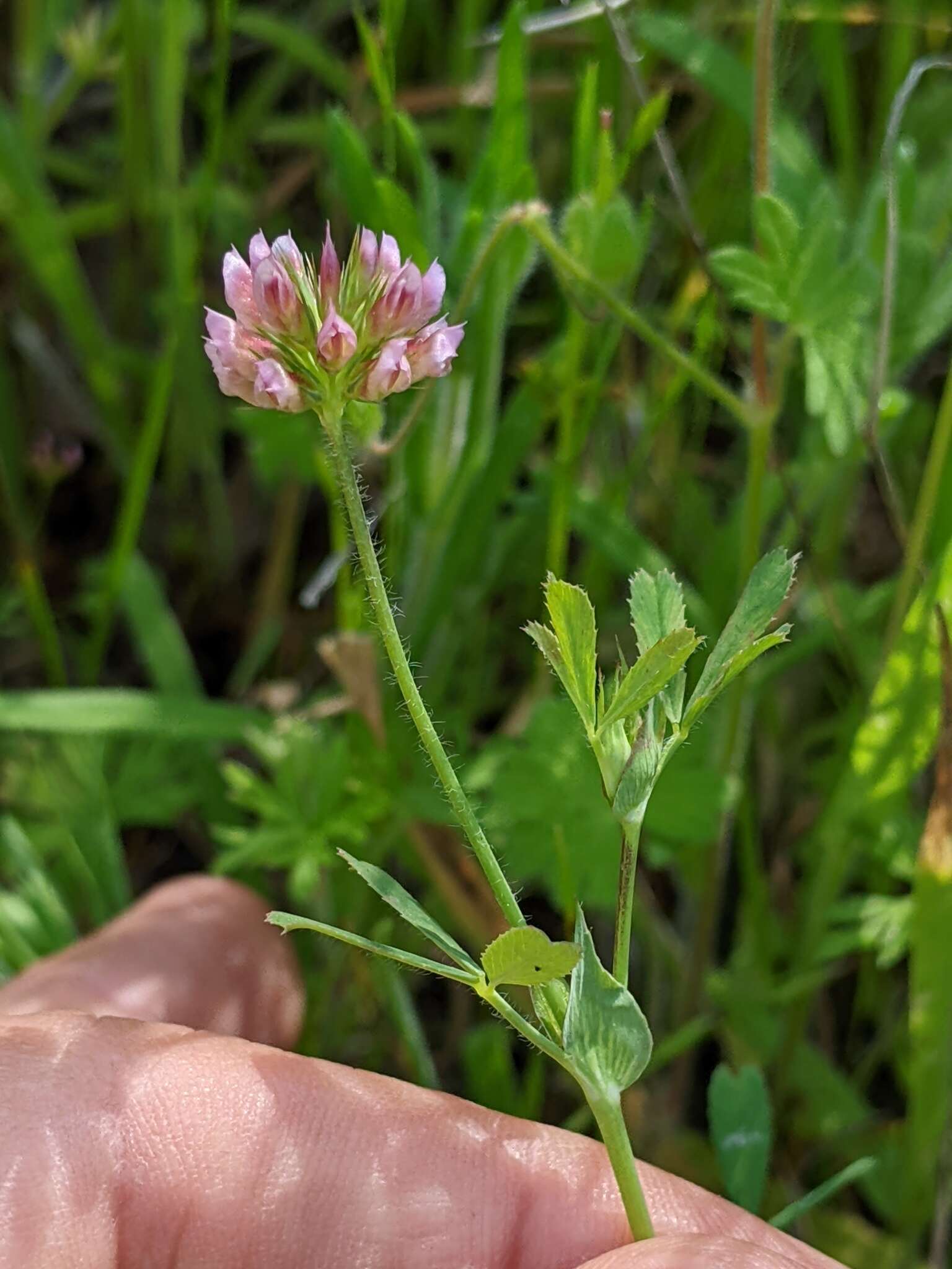 Image de Trifolium bifidum A. Gray