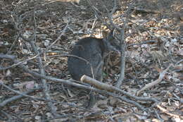 Image of Dama Wallaby