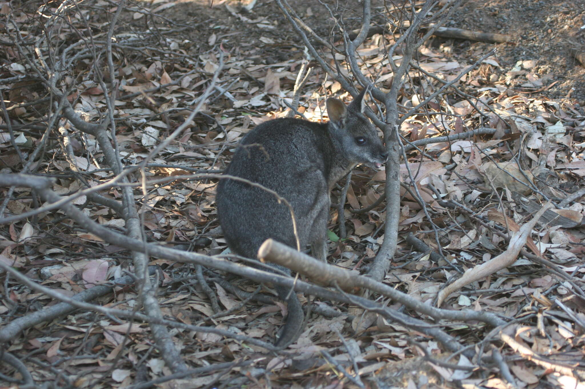 Image of Dama Wallaby