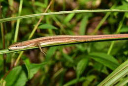 Takydromus viridipunctatus Lue & Lin 2008 resmi