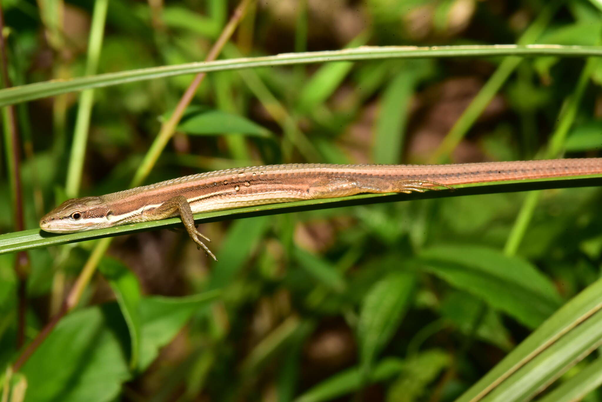 Takydromus viridipunctatus Lue & Lin 2008 resmi