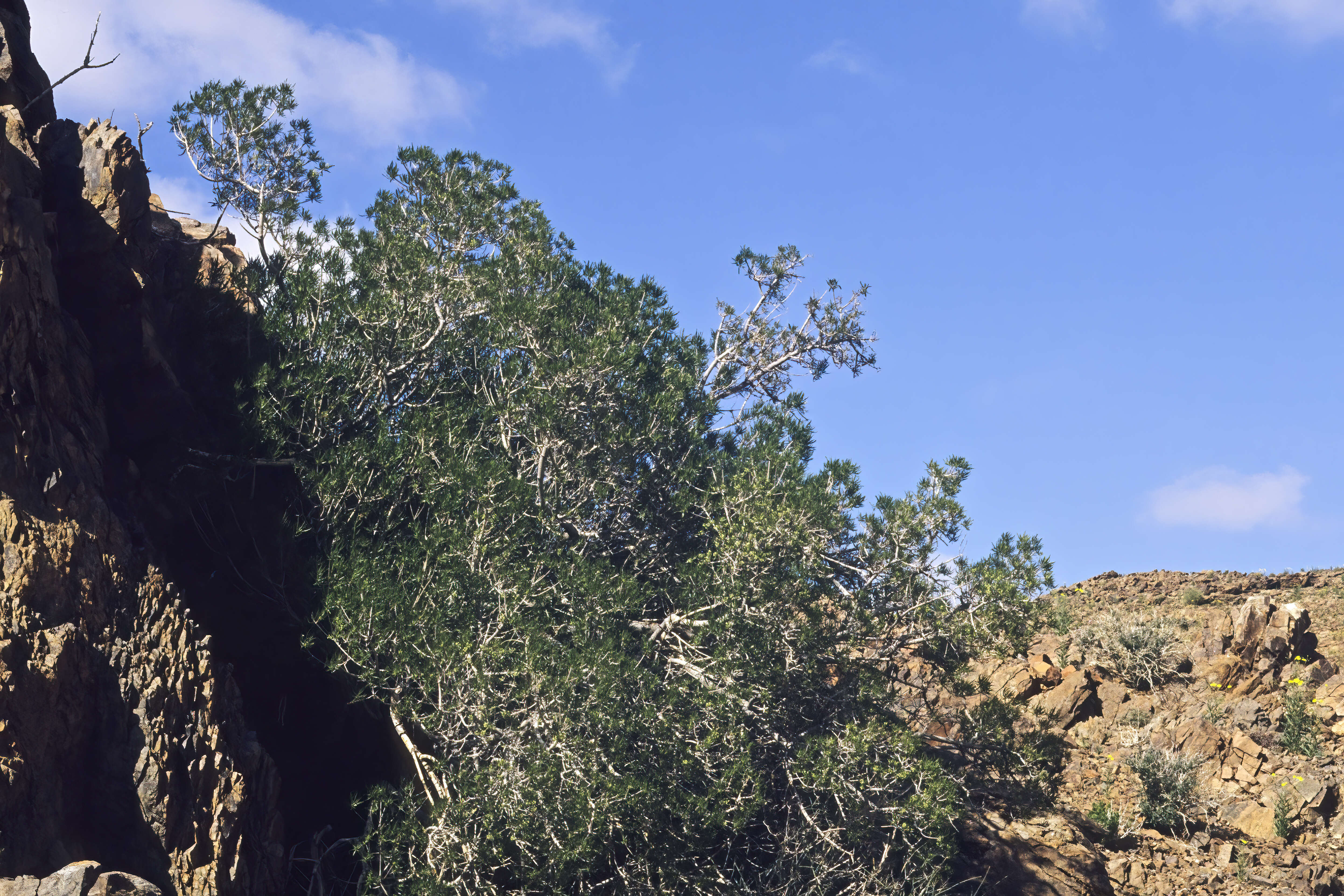 Слика од Ozoroa namaquensis (Sprague) I. von Teichman & A. E. van Wyk