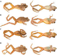 Sivun Pristimantis phoxocephalus (Lynch 1979) kuva