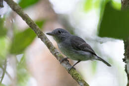 Image of Mouse-colored Antshrike