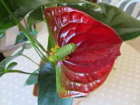 Image de Anthurium andraeanum Linden ex André