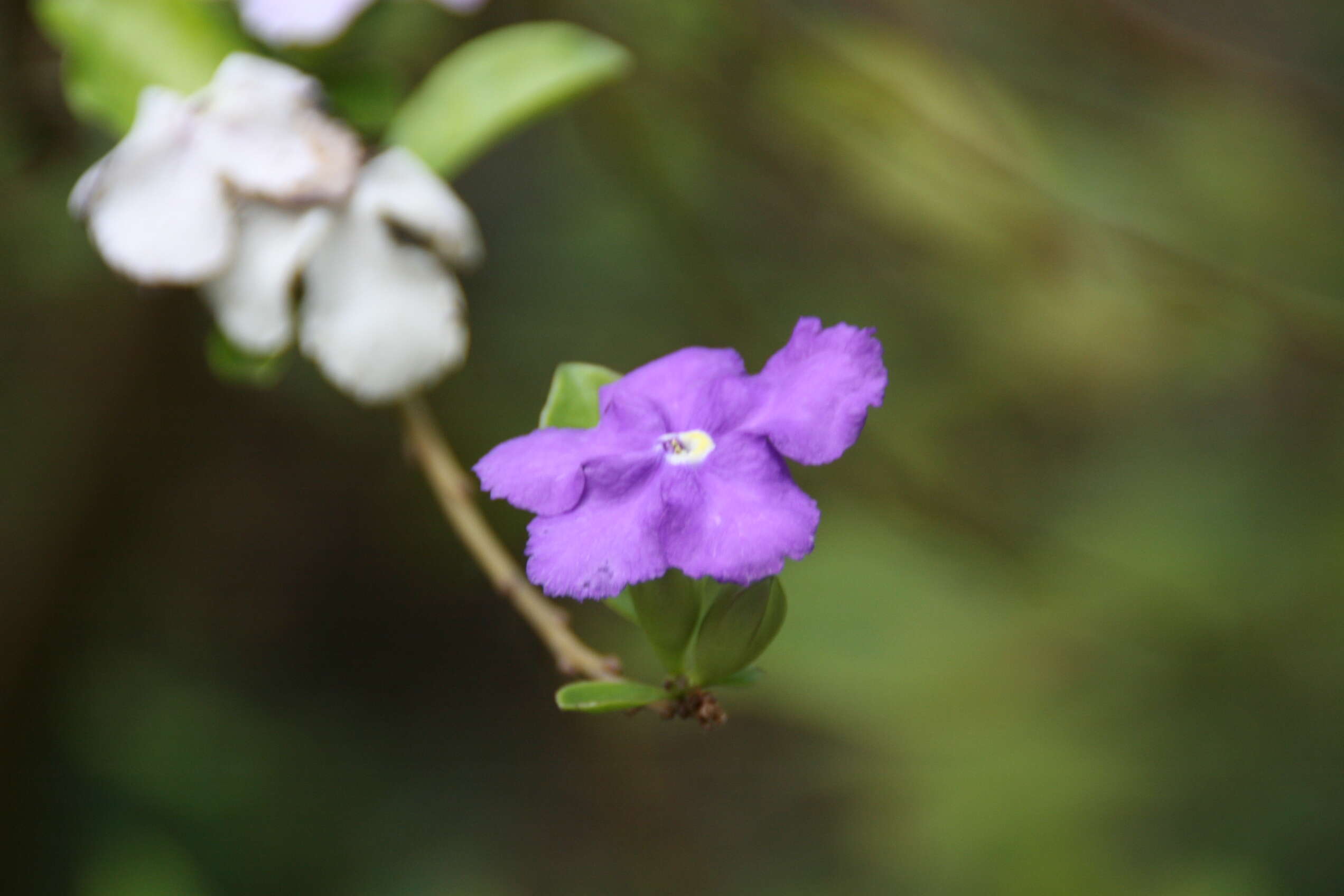 Brunfelsia uniflora (Pohl) D. Don resmi