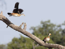 Image of African Pygmy Goose