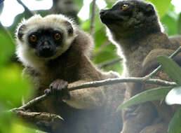 Image of White-fronted Brown Lemur