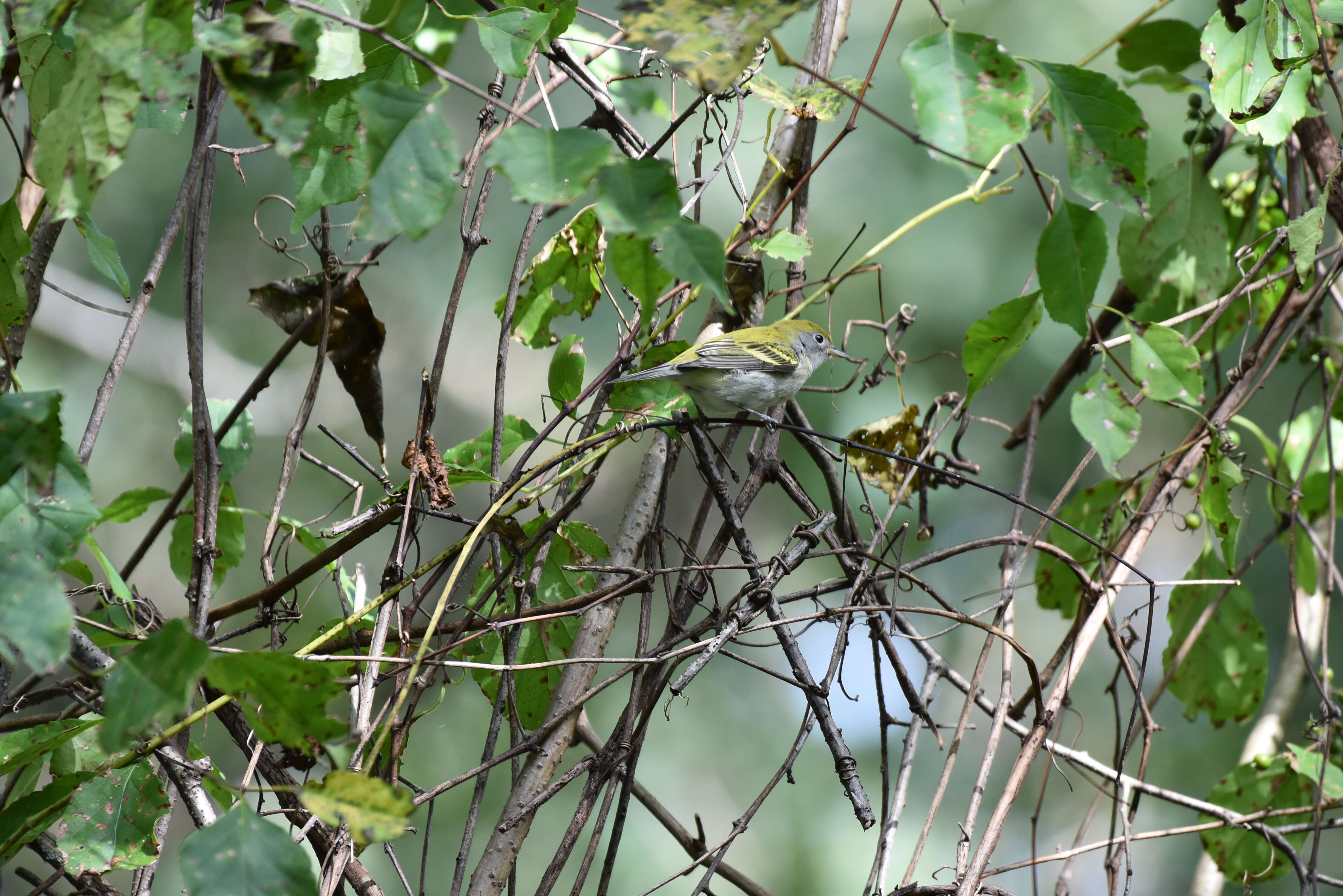 Image of Chestnut-sided Warbler