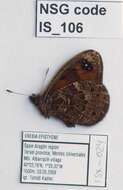 Erebia epistygne Hübner 1816 resmi