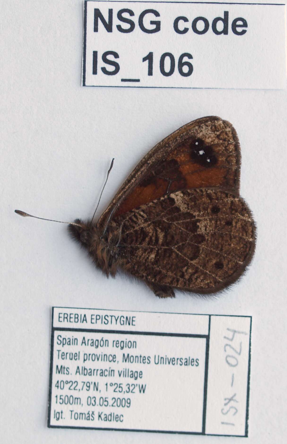 Erebia epistygne Hübner 1816 resmi