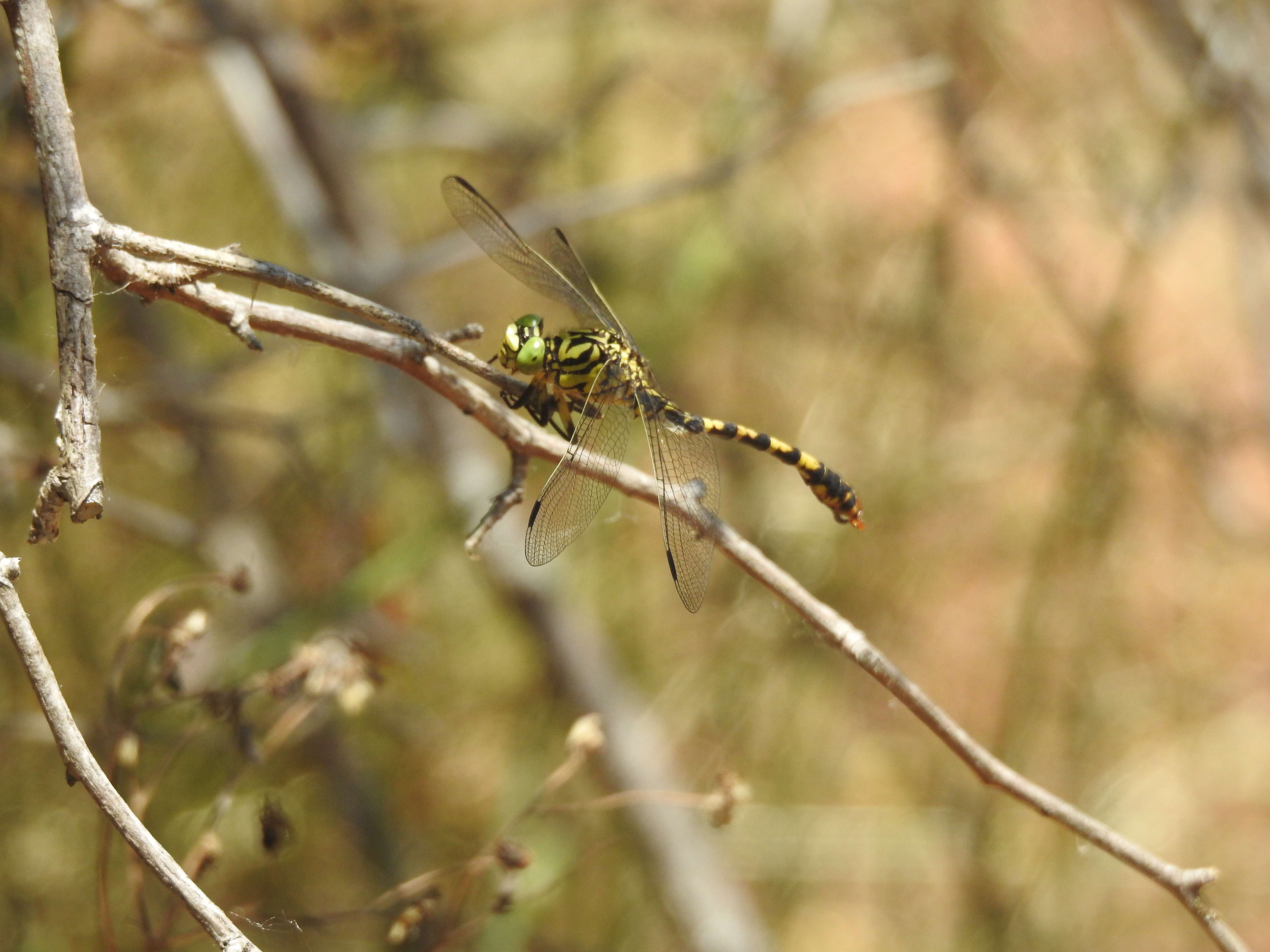 Image of Green-eyed Hooktail