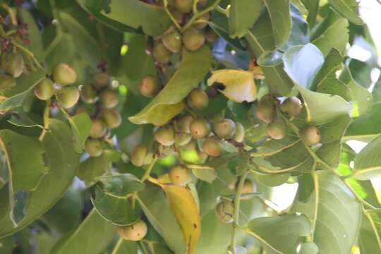 Sivun Diospyros maritima Blume kuva