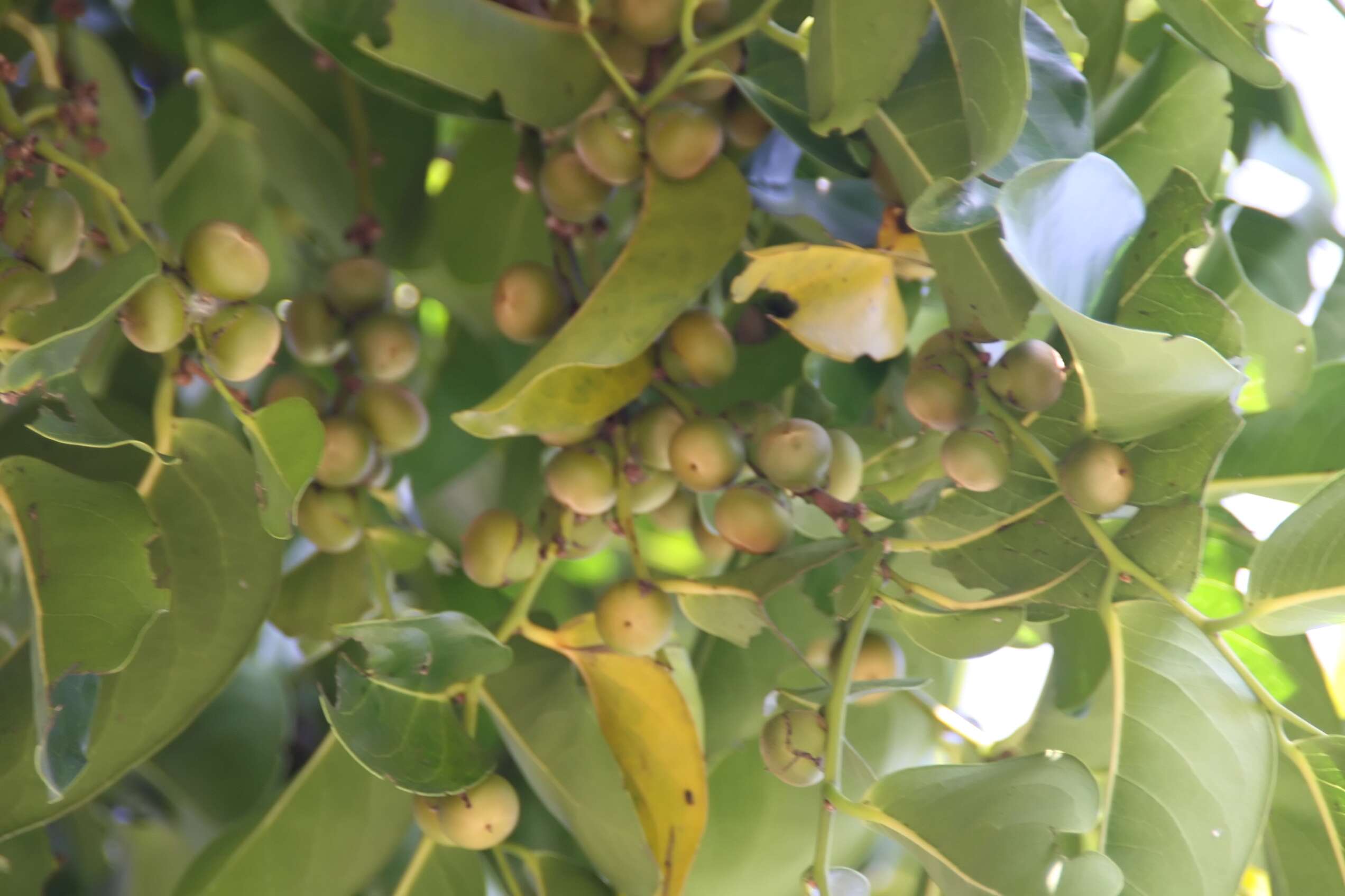 Image de Diospyros maritima Blume