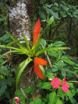 Image of Tillandsia multicaulis Steud.