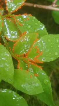 Image of Egg-shell Slime Mould