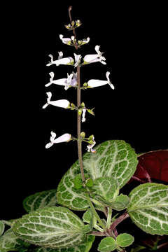 Слика од Plectranthus oertendahlii T. C. E. Fr.