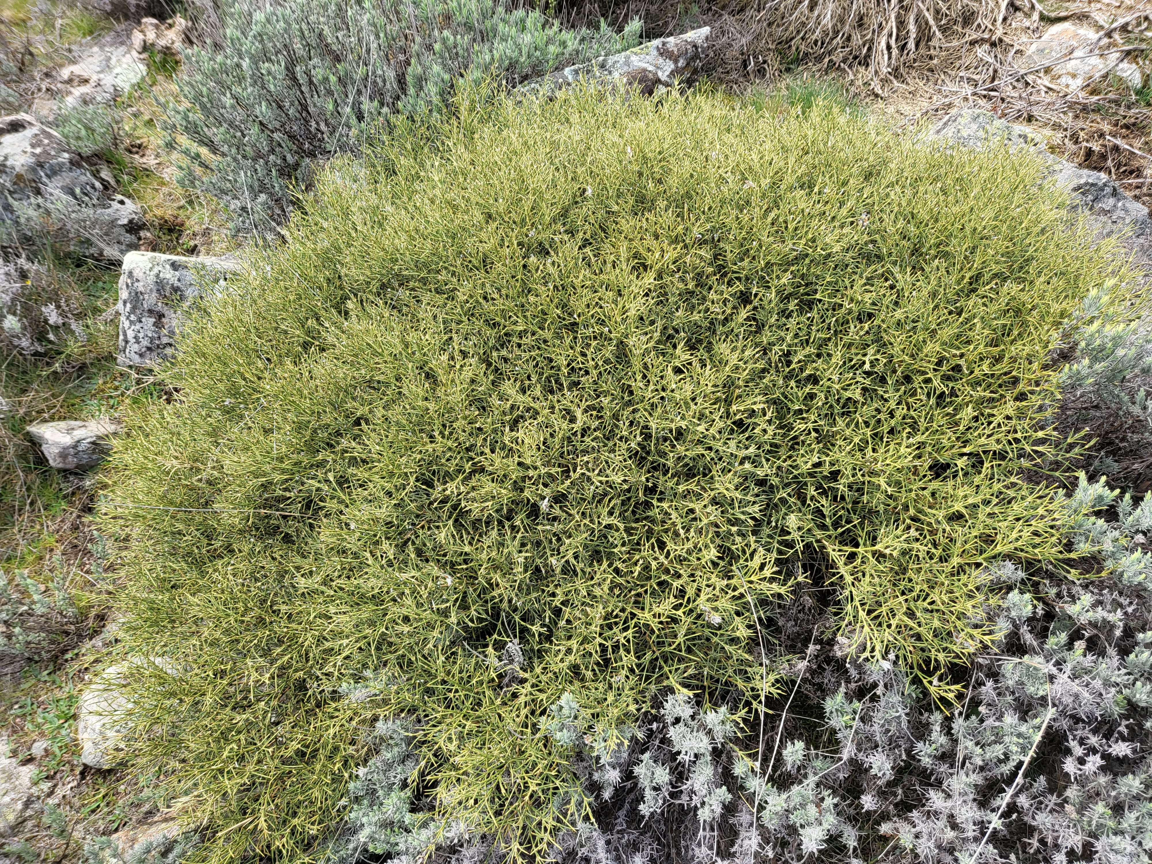 Imagem de Lavandula pedunculata (Mill.) Cav.